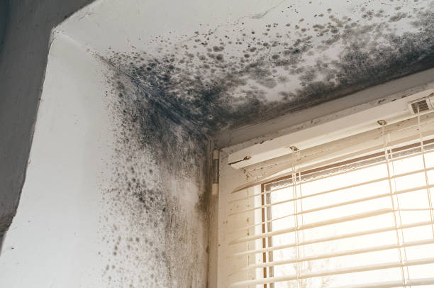 Affordable Black Mold Remediation solutions in Shirleysburg, PA